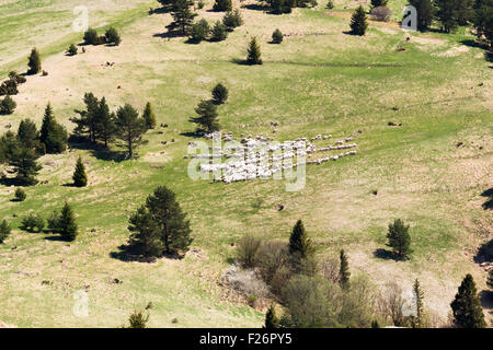 Schafherde in Pieniny-Gebirge Stockfoto