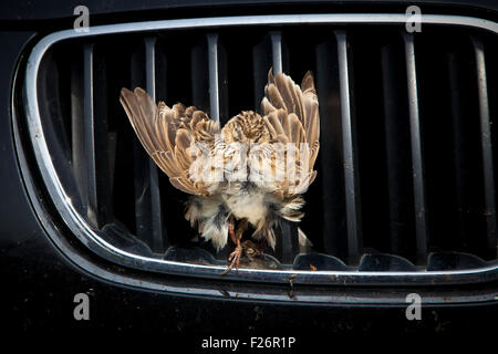 Toten Spatz gefangen auf Auto-Kühlergrill Stockfoto