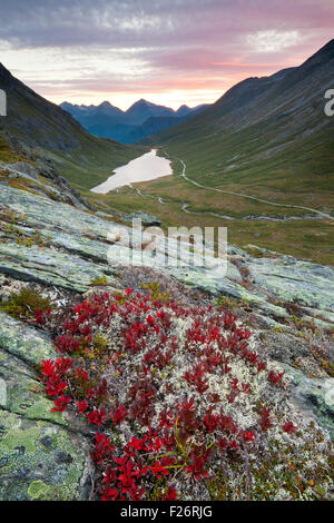 Herbstfarben in Litlefjellet, mit Blick auf das Vengedalen, in Rauma, Møre Og Romsdal, Norwegen. Stockfoto