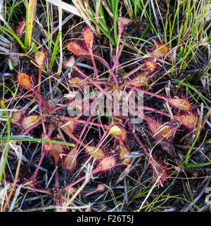 Drosera angelica. Drosera longifolia. Die Torfmoore von Danta di Cadore (östliches Val di Ciampo). Venetien, Italienische Alpen, Europa. Stockfoto