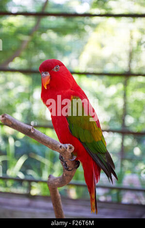 Lory - roter Papagei mit grünen Flügeln flattern Stockfoto