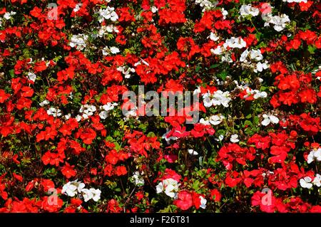 Roten Begonien gemischt mit weißen Pelargonien Stockfoto