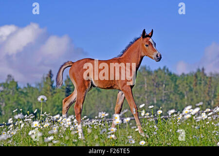Bucht arabischen Fohlen einige Monate auf der Weide Wiese Blumen Stockfoto