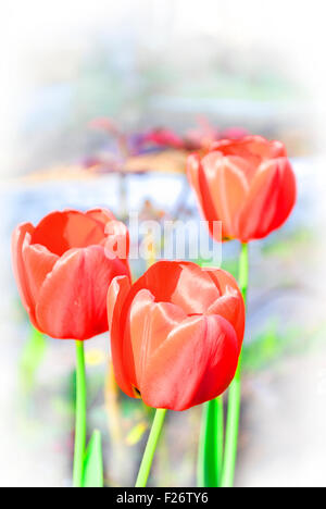 drei rote Kunst Tulpen auf weiß Stockfoto