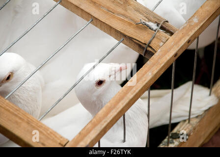 weiße Tauben in kleinen Käfig will fliegen Stockfoto