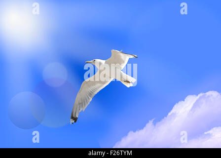 Weiße Paradiesvogelblume auf blauen Himmel Stockfoto