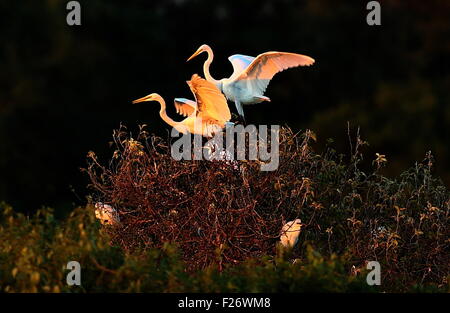 Shijiazhuang. 12. Sep, 2015. Foto aufgenommen am 12. September 2015 zeigt Reiher auf der Bodhi Island Nature Reserve Tangshan Bay internationalen Tourismus Insel in Tangshan, Nordchinas Provinz Hebei. Große Menge von Zugvögeln angekommen im Naturreservat in Tangshan vor kurzem, wie es an der Hauptroute der Vogelzug befindet. © Yang Shiyao/Xinhua/Alamy Live-Nachrichten Stockfoto