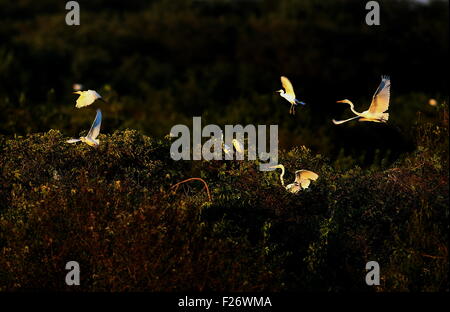 Shijiazhuang. 12. Sep, 2015. Foto aufgenommen am 12. September 2015 zeigt Reiher auf der Bodhi Island Nature Reserve Tangshan Bay internationalen Tourismus Insel in Tangshan, Nordchinas Provinz Hebei. Große Menge von Zugvögeln angekommen im Naturreservat in Tangshan vor kurzem, wie es an der Hauptroute der Vogelzug befindet. © Yang Shiyao/Xinhua/Alamy Live-Nachrichten Stockfoto