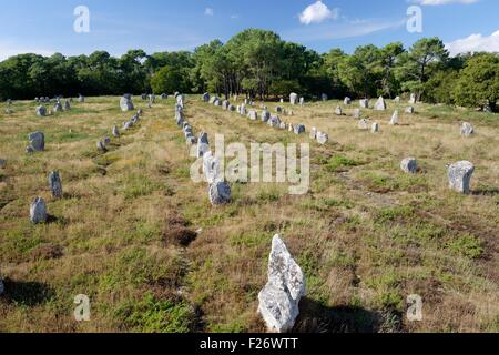 Carnac, Frankreich. Die Kerlescan Gruppe von prähistorischen Stein r. Ausrichtungen. Westlich vom Zentrum von der jungsteinzeitlichen Megalith-monument Stockfoto