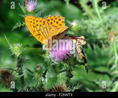Ein zerschlagener Mann Silber - gewaschen fritillary (Ceriagrion tenellum) Schmetterling und Jersey tiger Motten (Euplagia quadripunctaria) Fütterung auf Thistle Blumen. Stockfoto
