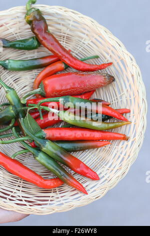 Nach Hause angebaut frische grüne und rote Chilis Stockfoto