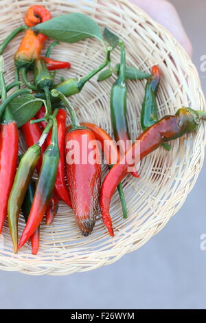 Nach Hause angebaut frische grüne und rote Chilis Stockfoto