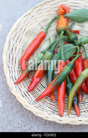 Nach Hause angebaut frische grüne und rote Chilis Stockfoto