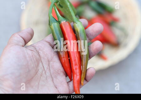 Halten selbst angebauten frische grüne und rote Chilis in der hand Stockfoto