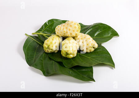 Noni-Frucht (Morinda Citrifolia) mit eiförmigen Form und eine unregelmäßige gelbliche oder weißliche Farbe Oberfläche. Stockfoto