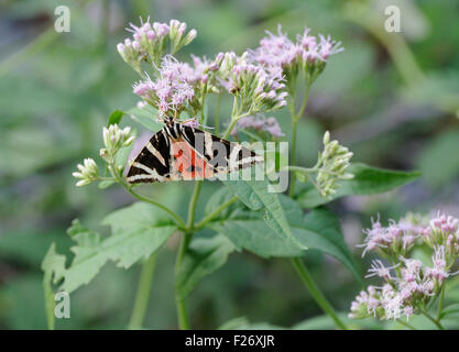 Ein Jersey Tiger Moth (Euplagia Quadripunctaria) auf Hanf-Argimony (Eupatorium Cannabinum), einer der die Nahrungspflanzen von seiner Lavae.  Valbone, Albanien Stockfoto