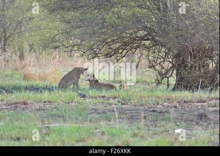 West African Löwe (Panthera Leo) zwei Löwinnen ruhen im Schatten (einer trägt einen Radio-Tracking-Kragen) Pendjari NP Benin Stockfoto