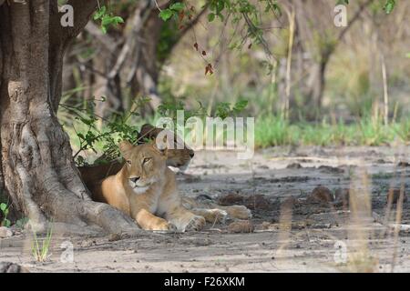 West African Löwe (Panthera Leo) zwei Löwinnen ruhen im Schatten (einer trägt einen Radio-Tracking-Kragen) Pendjari NP Benin Stockfoto