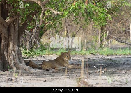 West African Löwe (Panthera Leo) zwei Löwinnen ruhen im Schatten (einer trägt einen Radio-Tracking-Kragen) Pendjari NP Benin Stockfoto