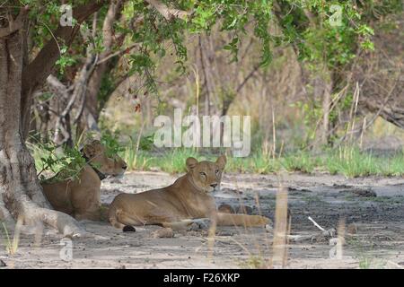 West African Löwe (Panthera Leo) zwei Löwinnen ruhen im Schatten (einer trägt einen Radio-Tracking-Kragen) Pendjari NP Benin Stockfoto