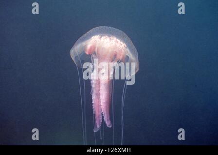 Leuchtende Quallen - Mauve Stinger (Pelagia Nocticula - Pelagia Noctiluca) schwimmen Mittelmeer - Frankreich Stockfoto