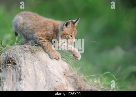 Junge eurasische Luchs / Eurasischer Luchs (Lynx Lynx) spielt auf einem Sandhügel, zeigt seine Pfote. Stockfoto