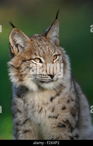 Kopfporträt der eurasische Luchs / Eurasischer Luchs (Lynx Lynx), wunderbar warmes Licht, spät abends Licht, gespitzte Ohren. Stockfoto