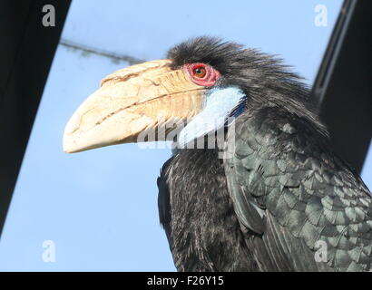 Weibliche Southeast Asian bekränzt Hornbill oder Bar Pouched bekränzt Hornbil (Rhyticeros Undulatus, Aceros Undulatus) - Gefangenen Vogel Stockfoto