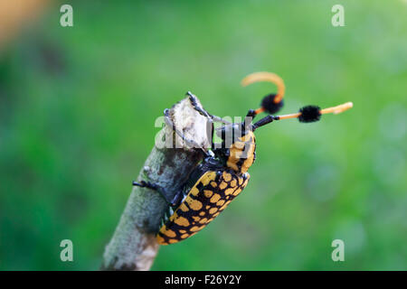 Hirschkäfer auf Baum sitzend Stockfoto