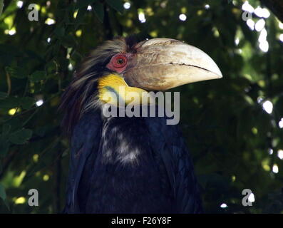 Männliche Southeast Asian bekränzt Hornbill oder Bar Pouched bekränzt Hornbil (Rhyticeros Undulatus, Aceros Undulatus) Stockfoto