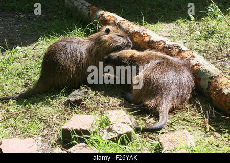 Coypu; männliche Nutria; Nutria; Nutria in der Nähe des Wassers; große