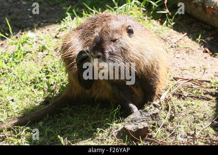 South American Nutrias oder River Ratte (Biber brummeln) Stockfoto