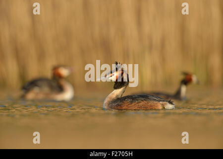 Eine Herde von Great Crested Haubentaucher / Haubentaucher (Podiceps Cristatus) schwimmen in goldenem Licht vor einem Schilfgürtel. Stockfoto