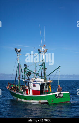 Das baskische Sonnenblumen Öl angetrieben "Lapurdi" Sardine Boot mit ihrer Crew (Frankreich). Biokraftstoff angetrieben Schiff. Fischer. Stockfoto