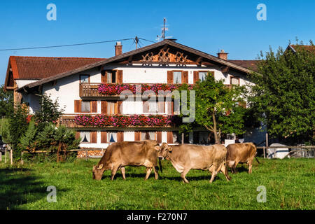 Bayern-Deutschland. Grasende Kühe auf der Wiese außerhalb typisch bayerischen Bauernhaus mit Fensterläden und Blumentöpfe Stockfoto