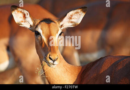 Impala in Südafrika, Aepyceros melampus Stockfoto