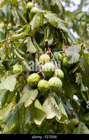 Aesculus Hippocastanum. Rosskastanie auf dem Baum. Stockfoto