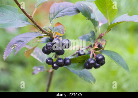 Aronia Beeren. Aronia Frucht im Herbst. Stockfoto