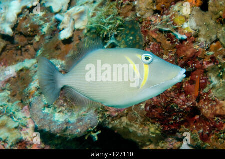 Bleiche Drückerfisch (Sufflamen Bursa) Stockfoto