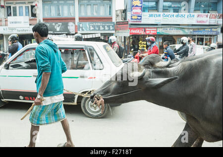 Bauer mit Wasserbüffel im Verkehr, Kathmandu, Nepal Stockfoto