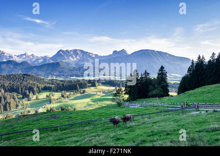 Bayerische Alpen mit grasende Kühe auf grünen Hof Wiese, Eisenberg, Allgäu, Bayern, Ostdeutschland Stockfoto