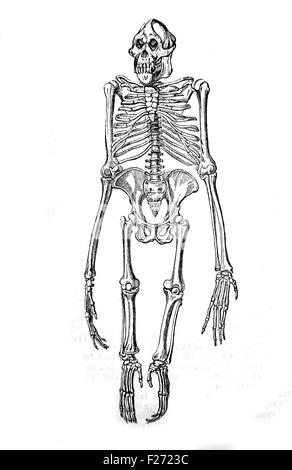 Skelett einer Orang-Utan-Illustration von bildlichen Museum der belebten Natur. Stockfoto