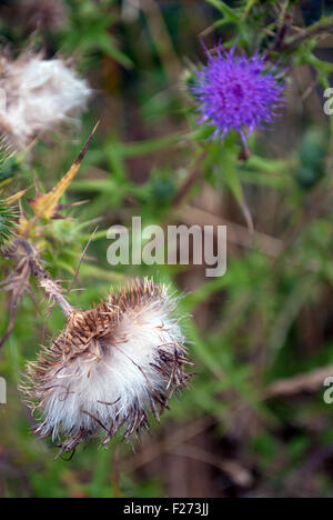 Kornblumen weiss und lila mit grünem Gras und Saatgut Stammzellen Hintergrund Straße in kleinen französischen Dorf in der Nähe von Le Mans gefunden Stockfoto