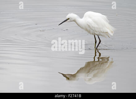 Seidenreiher Stockfoto