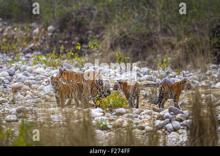 Bengalische Tigerin Familie mit ihren vier jungen Flussbett bei Jim Corbett Nationalpark, Indien [Panthera Tigris] Stockfoto