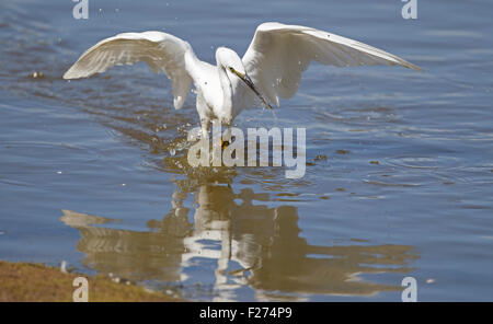 Kleines Fischerdorf Egret Stockfoto