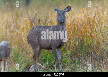 Sambar Deer getränkt in Regen in Jim Corbett Nationalpark, Indien. (Cervus unicolor) Stockfoto