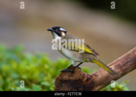 Schließen Sie die Ansicht des Licht-entlüftet Bulbul Pycnonotus Sinensis Park Stockfoto