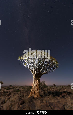 Köcherbaumwald außerhalb von Keetmanshoop, Namibia in der Nacht. Stockfoto