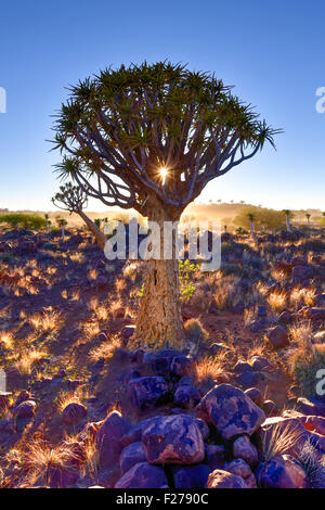 Köcherbaumwald außerhalb von Keetmanshoop, Namibia im Morgengrauen. Stockfoto